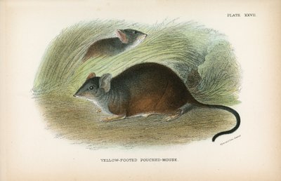 Gulfodet Pouched-Mouseswed av English School