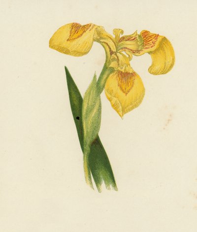 Gul iris, Iris pseudacorus (färglitografi) av English School