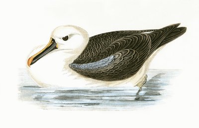 Yellow Nosed Albatross, illustration från "A History of the Birds of Europe Not Observed in the British Isles" av Charles Robert Bree (1811-86), publicerad 1867 av English School