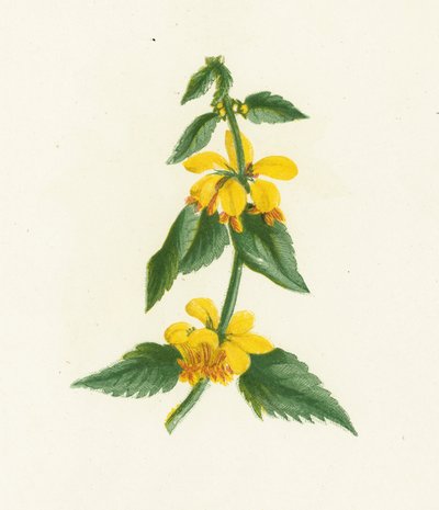 Gul vessla-snut, Galeobdolon Luteum av English School