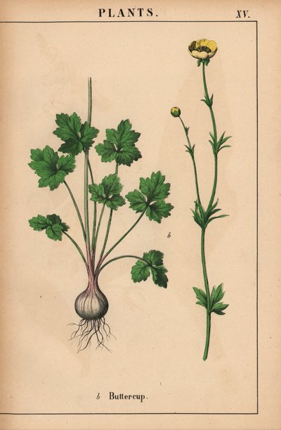 Gul smörblomma  , från "The Instructive Picturebook, or Lessons from the Vegetable World," [Charlotte Mary Yonge], Edinburgh av English School