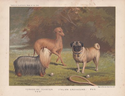 Yorkshire terrier, italiensk vinthund och mops visas med tennisracket och bollar av English School
