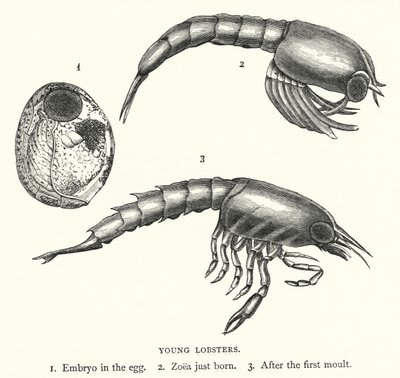 Unga hummer (gravyr) av English School