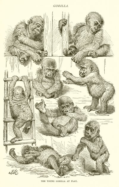 Ung gorilla på lek av English School