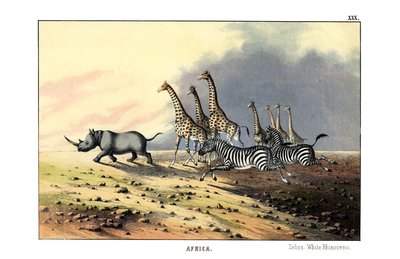 Zebra av English School