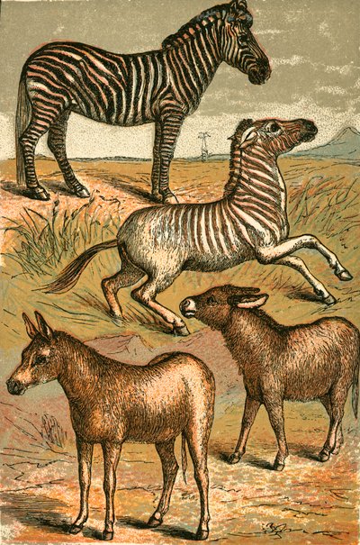Zebra, Wild Ass, Quagga och Common Ass av English School