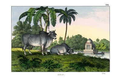 Zebu av English School
