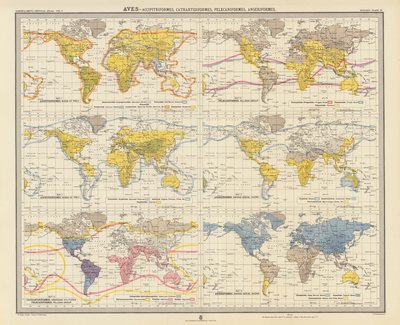 Zoogeografi: Aves, Accipitriformes, Cathartidiformes, Pelecaniformes, Anseriformes (färglitografi) av English School