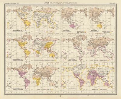 Zoogeografi: Aves, Coraciiformes, Psittaciformes, Strigiformes (färglitografi) av English School
