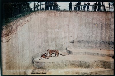 Whipsnade Zoo, Whipsnade, Central Bedfordshire, Central Bedfordshire, Storbritannien av Eric Maybank