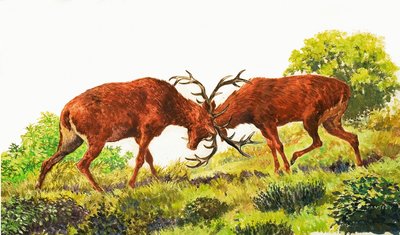 Red Deer av Eric Tansley