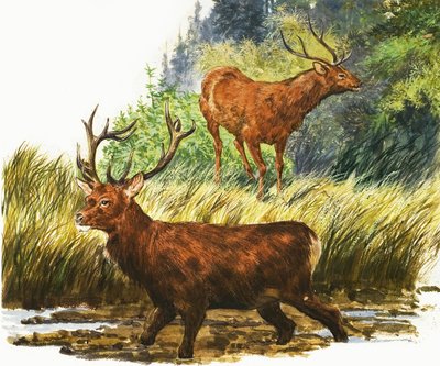 Red Deer av Eric Tansley