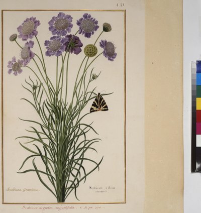 Helsida: växtstudie, ca 1650-75 av Erich Lessing