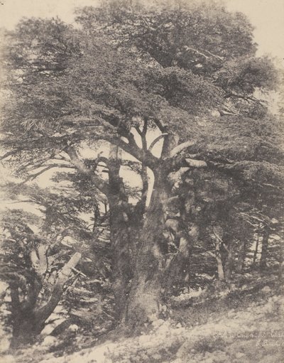 Groupe de Cèdres de Mt. Liban / [Grupp av cederträd, Libanonberget]. av Ernest Benecke