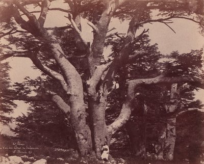 Berget Libanon. Stam av en av Salomons cedrar, 1850-53. av Ernest Benecke