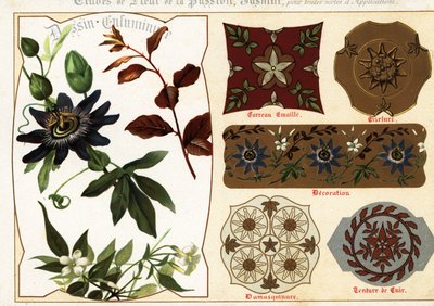 Bilder på jasmin och passionsblomma från manuskript och deras a av Ernest Guillot