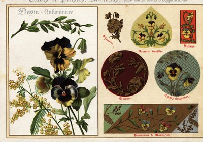 Bilder av penséer och mimosa från manuskript och deras tillämpning av Ernest Guillot