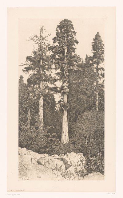 Sequoia boom Baby Sequoia av Ernest Haskell (signed by artist)