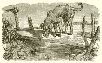 Hunden och hans skugga av Ernest Henry Griset