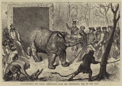 Överföra den håriga noshörningen från hennes resande håla till hennes bur av Ernest Henry Griset