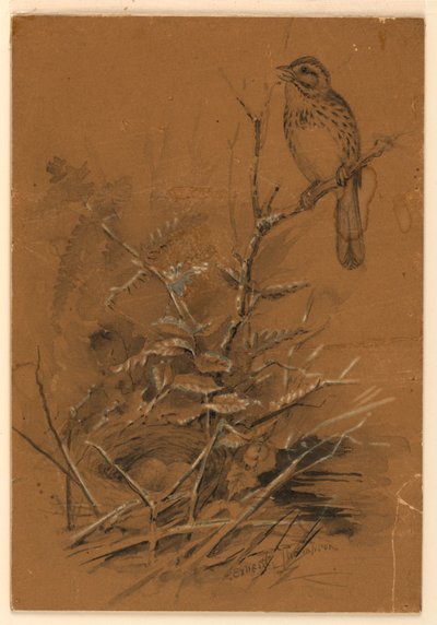 Låten Sparrow av Ernest Thompson Seton
