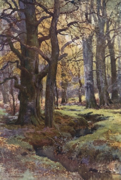 I gräsandsträ (färg litho) av Ernest William Haslehust