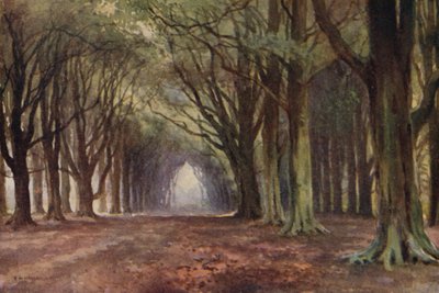 The Beech Avenue, Thoresby (färg litho) av Ernest William Haslehust
