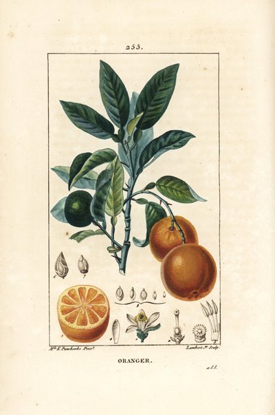 Bigaradier, Apelsin, Citrus aurantium, med gren, blad, blomma, mogen och omogen frukt och snitt genom frukt. Handkolorerad kopparstick av Lambert Junior från en teckning av Ernestine Panckoucke från Chaumeton, Poiret och Chamberets " av Ernestine Panckoucke