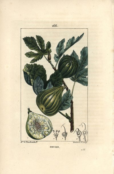 Botanisk tavla: fikonträdsgren med fikon - fikonträd, Ficus carica, visar gren med mogen frukt och löv, samt ett snitt genom frukt. Handkolorerad kopparstick av Lambert Junior från en teckning av Madame E. Panckoucke från Chaumeton, av Ernestine Panckoucke