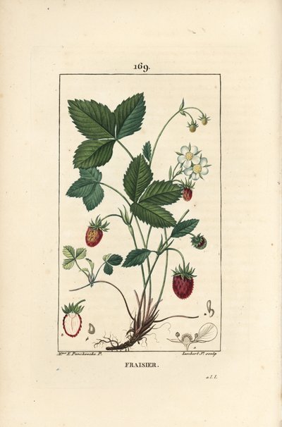Jordgubbsodlade - Jordgubbe, Fragaria ananassa, visar blomma, blad, mogen frukt, rötter och snitt genom frukt. Handkolorerad kopparstick av Lambert Junior efter en teckning av Ernestine Panckoucke från Chaumeton, Poiret et Chambere av Ernestine Panckoucke