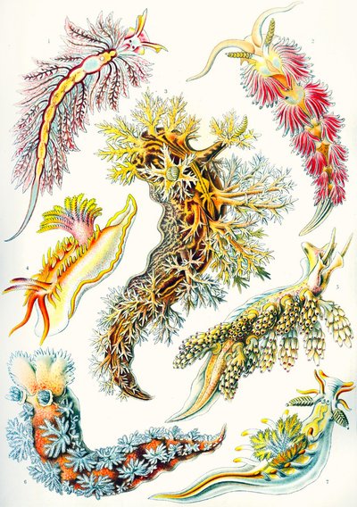 En samling av Nudibranchia från "Art Forms of Nature" av Ernst (after) Haeckel