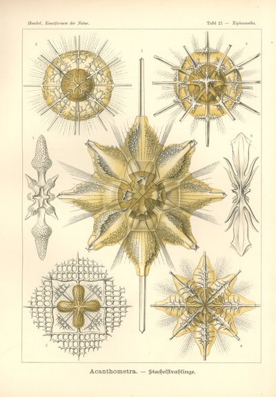 Acanthometra - Stachelstrahlinge, Pl.21 från 
