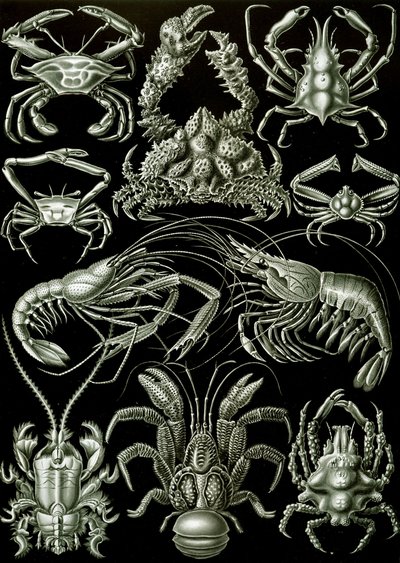 Exempel på Decapoda "naturens konstformer" av Ernst (after) Haeckel