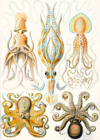 Exempel på olika bläckfiskar "naturens konstformer" av Ernst (after) Haeckel