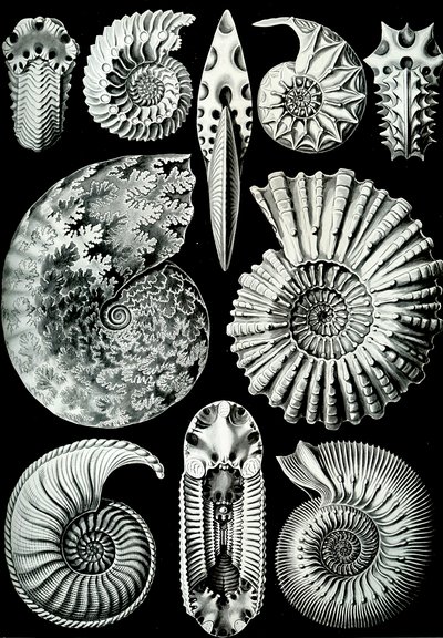 Illustration av Ammonitida från "Art Forms of Nature" 1904 (litho) av Ernst (after) Haeckel