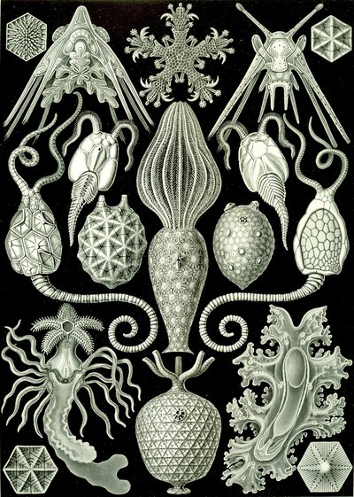 Illustration av Amphoridea från "Art Forms of Nature" 1904 (litho) av Ernst (after) Haeckel