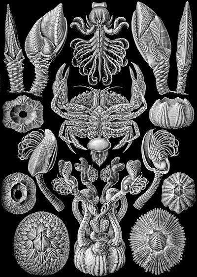 Illustration av Cirripedia från "Art Forms of Nature" 1904 (litho) av Ernst (after) Haeckel
