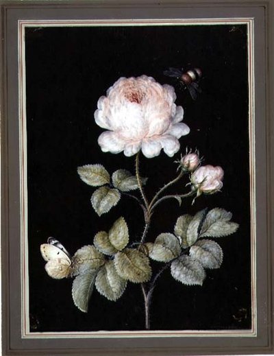 Rose na Bumble Bee na Butterfly (gouache kwenye karatasi)swed av Ernst Friedrich Carl Lang