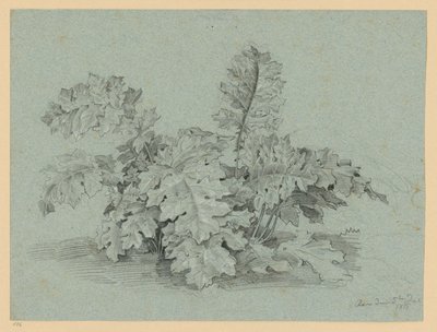 Akanthusplanta av Ernst Fries
