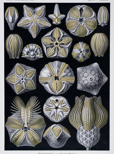 Blastoidea, tallrik från Artforms of Nature, ca 1899-1904 (färggravyr) av Ernst Haeckel