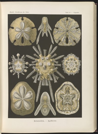 Echinidea: sjöborrar och sjödollar av Ernst Haeckel