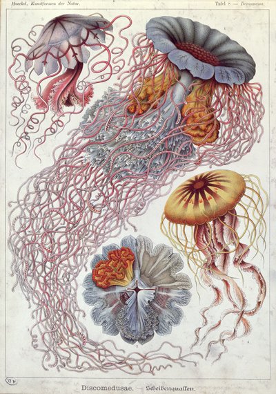 Maneter, från "Art Forms of Nature" av Ernst Haeckel