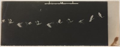 Kronofotografi av en flygande häger av Etienne Jules Marey