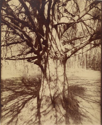 Träd (Garche) Bok av Eugène Atget