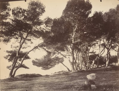 Cannes, Ile Saint Honorat, ca 1899-1927 (foto) av Eugène Atget