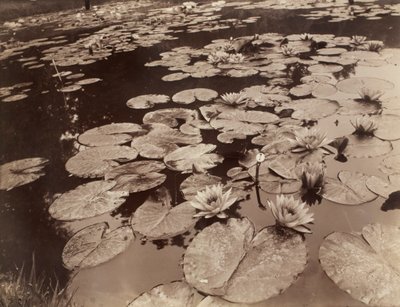 Näckrosor (Bagatelle) av Eugène Atget