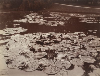 Näckrosor av Eugène Atget
