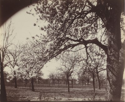 Poirier,1921 (foto) av Eugène Atget