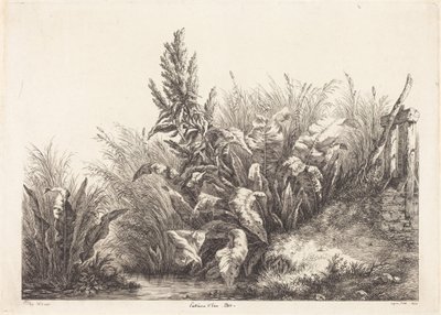 Vattenskräppa, studie av Eugene Bléry