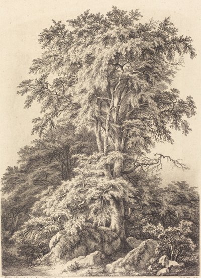 Beech Grove av Eugene Bléry
